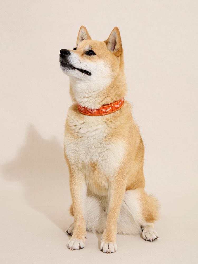 Goyard Leash and Collar Set